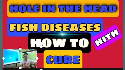 hith in fish|How to Treat Hole.